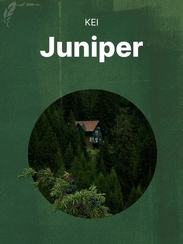 Juniper book cover